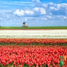 Tranh dán tường Hàn Quốc 3d khổ lớn ở Hà Nội NA - 460